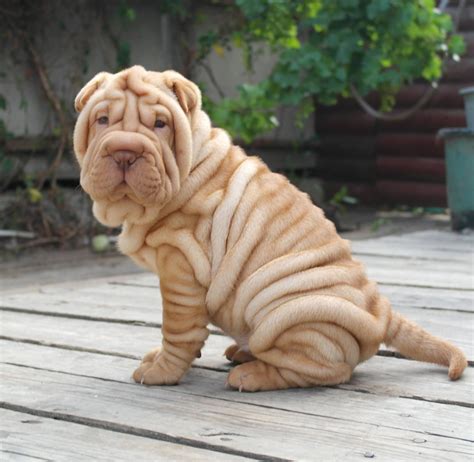 They are very playful. . Shar pei puppies for sale near me